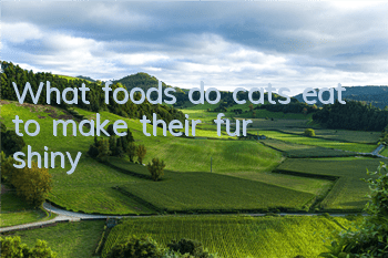 What foods do cats eat to make their fur shiny?