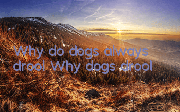 TWhy do dogs always drool? Why dogs drool!