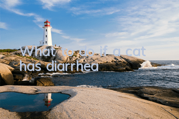 TWhat to do if a cat has diarrhea