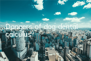 Dangers of dog dental calculus