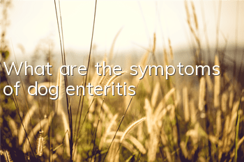 TWhat are the symptoms of dog enteritis?