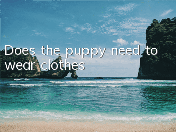 Does the puppy need to wear clothes?