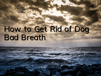THow to Get Rid of Dog Bad Breath