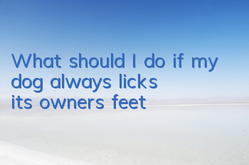 What should I do if my dog ​​always licks its owner’s feet?