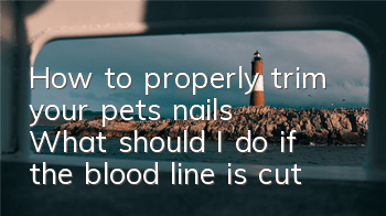 THow to properly trim your pet’s nails? What should I do if the blood line is cut?