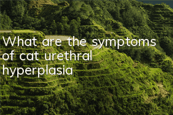 What are the symptoms of cat urethral hyperplasia?