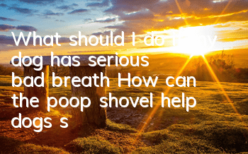 TWhat should I do if my dog ​​has serious bad breath? How can the poop shovel help dogs solve this problem?