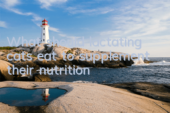 TWhat should lactating cats eat to supplement their nutrition?