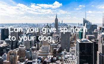 TCan you give spinach to your dog?