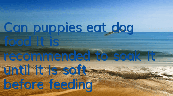 TCan puppies eat dog food? It is recommended to soak it until it is soft before feeding!