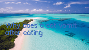 TWhy does a cat vomit after eating?