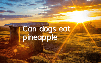 TCan dogs eat pineapple?