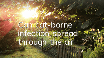 TCan cat-borne infection spread through the air?