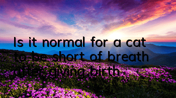 TIs it normal for a cat to be short of breath after giving birth?