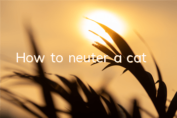 How to neuter a cat