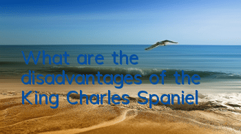 TWhat are the disadvantages of the King Charles Spaniel?