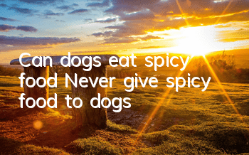 Can dogs eat spicy food? Never give spicy food to dogs!