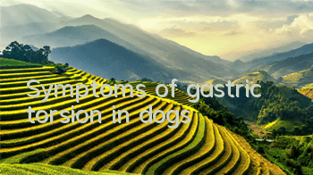 TSymptoms of gastric torsion in dogs