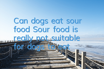 TCan dogs eat sour food? Sour food is really not suitable for dogs to eat!