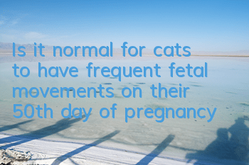 Is it normal for cats to have frequent fetal movements on their 50th day of pregnancy?