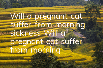 TWill a pregnant cat suffer from morning sickness? Will a pregnant cat suffer from morning sickness?