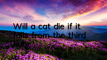 Will a cat die if it falls from the third floor?