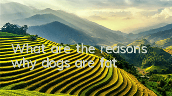 What are the reasons why dogs are fat?