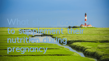 TWhat should dogs eat to supplement their nutrition during pregnancy?