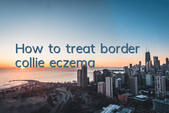 THow to treat border collie eczema
