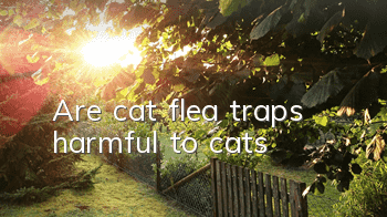 Are cat flea traps harmful to cats?