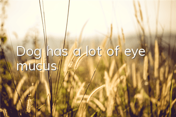TDog has a lot of eye mucus