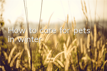 THow to care for pets in winter?