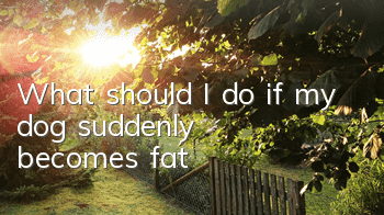 TWhat should I do if my dog ​​suddenly becomes fat?