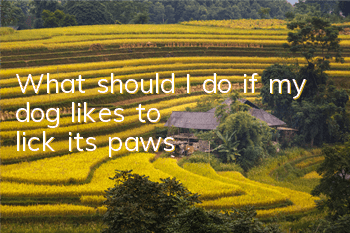 What should I do if my dog ​​likes to lick its paws?