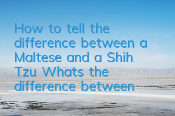 THow to tell the difference between a Maltese and a Shih Tzu? What's the difference between them?