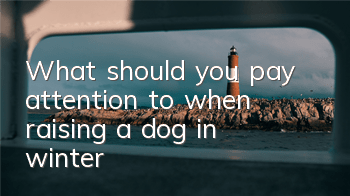 TWhat should you pay attention to when raising a dog in winter?