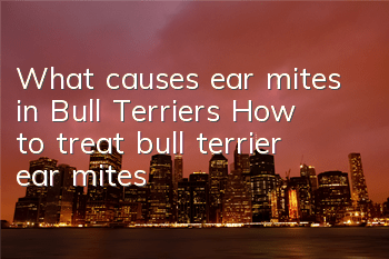 TWhat causes ear mites in Bull Terriers? How to treat bull terrier ear mites!
