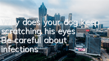 Why does your dog keep scratching his eyes? Be careful about infections!