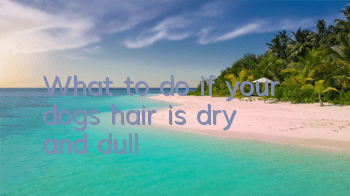 What to do if your dog’s hair is dry and dull