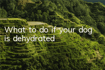 TWhat to do if your dog is dehydrated