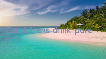TCan kittens drink pure milk?