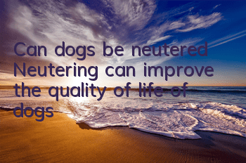 Can dogs be neutered? Neutering can improve the quality of life of dogs!