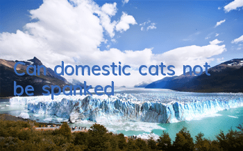 TCan domestic cats not be spanked?
