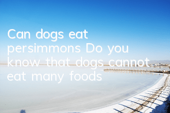 Can dogs eat persimmons? Do you know that dogs cannot eat many foods?