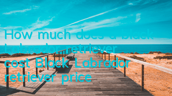 THow much does a black Labrador retriever cost? Black Labrador retriever price!