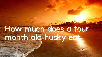 How much does a four month old husky eat?