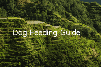 TDog Feeding Guide