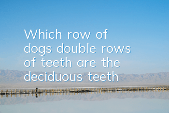 Which row of dogs' double rows of teeth are the deciduous teeth?