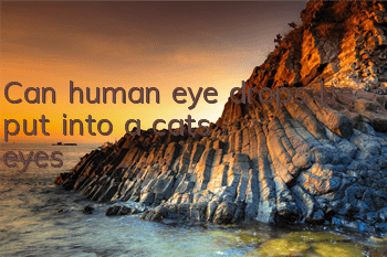 Can human eye drops be put into a cat’s eyes?