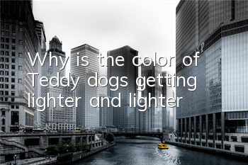 TWhy is the color of Teddy dogs getting lighter and lighter?